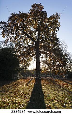 Autumn Colors In Greenwich Park With Back-Lit Tree; Greenwich, London, England, Uk View Large Photo Image Picture - Autumn Colors In Greenwich Park With Back-Lit Tree; Greenwich, London, England, Uk. Fotosearch
