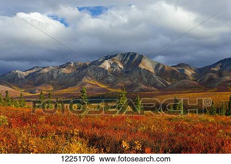 Autumn coloured foliage at the base of the mountain with storm clouds; Denali, Alaska, United States of America View Large Photo Image Stock Photograph - Autumn coloured foliage at the base of the mountain with storm clouds; Denali, Alaska, United States of America. Fotosearch