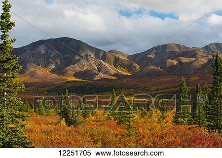 Autumn coloured foliage at the base of the mountain with storm clouds; Denali, Alaska, United States of America View Large Photo Image Stock Photography - Autumn coloured foliage at the base of the mountain with storm clouds; Denali, Alaska, United States of America. Fotosearch