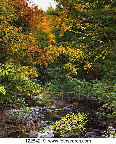 Autumn coloured foliage in a forest with a stream; Foster, Quebec, Canada View Large Photo Image Stock Photo - Autumn coloured foliage in a forest with a stream; Foster, Quebec, Canada. Fotosearch