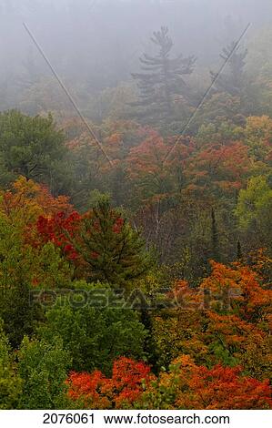 Stock Image - Autumn Colours In The Mist In Cottage Country; Ontario Canada. Fotosearch