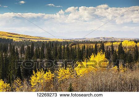 Autumn colours in treed valley with mountain silhoutte and clouds with blue sky; Calgary, Alberta, Canada View Large Photo Image Stock Image - Autumn colours in treed valley with mountain silhoutte and clouds with blue sky; Calgary, Alberta, Canada. Fotosearch