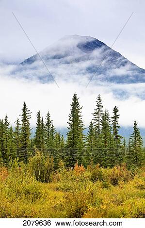 Stock Photograph - Autumn Colours, Lodgepole Pine Trees And The Cascade Mountain Range Shrouded In Cloud. Banff National Park, Alberta, Canada.. Fotosearch