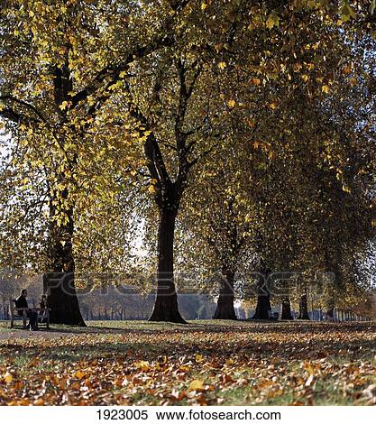 Stock Photography - Autumn Foliage In Hyde Park. Fotosearch