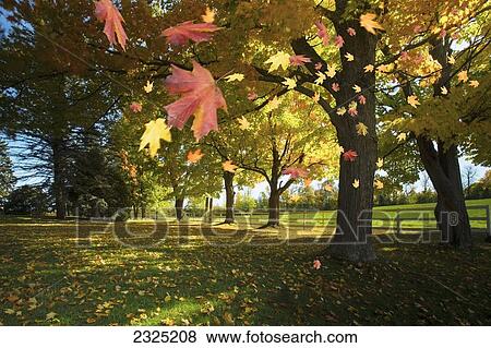 Autumn Leaves Blowing In The Breeze In Gatineau Hills; Quebec, Canada View Large Photo Image Stock Photo - Autumn Leaves Blowing In The Breeze In Gatineau Hills; Quebec, Canada. Fotosearch