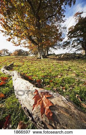 Autumn Leaves, Northumberland, England View Large Photo Image Stock Photo - Autumn Leaves, Northumberland, England. Fotosearch