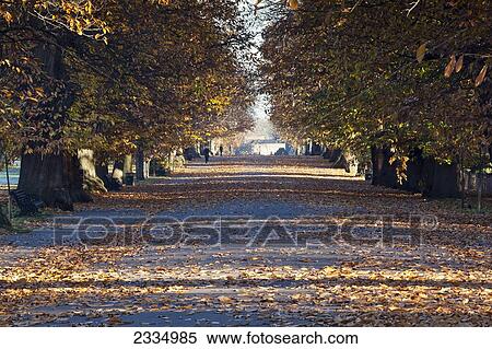 Autumn Leaves On Path In Greenwich Park; Greenwich, London, England, Uk View Large Photo Image Stock Photography - Autumn Leaves On Path In Greenwich Park; Greenwich, London, England, Uk. Fotosearch
