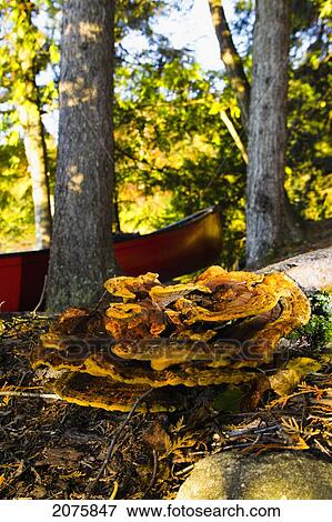 Autumn Scene With Large Fungus And Canoe In Algonquin Park; Ontario Canada View Large Photo Image Stock Photo - Autumn Scene With Large Fungus And Canoe In Algonquin Park; Ontario Canada. Fotosearch