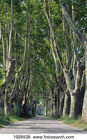 Avenue Of Trees. View Large Photo Image Stock Photo - Avenue Of Trees.. Fotosearch