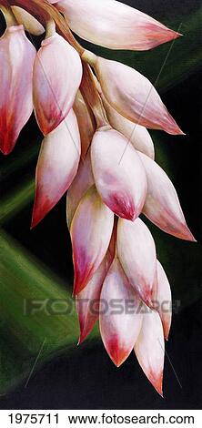 Stock Image - Awapuhi Luheluhe, Close-Up Of Drooping Pink Ginger Blossom (Acrylic Painting).. Fotosearch