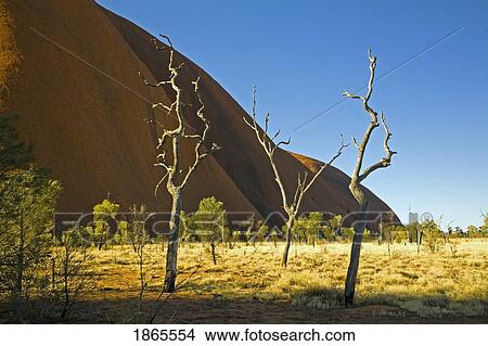 Picture - Ayers Rock Through Dead Trees; Northern Territory, Australia. Fotosearch