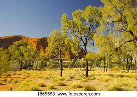 Stock Image - Ayers Rock Through Trees, Northern Territory, Australia. Fotosearch