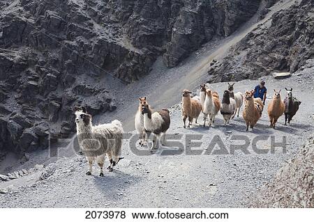 Stock Photo - Aymara Boy Herding A Llama Train On The El Choro Pre-Columbian Road In The Cordillera Real, La Paz Department, Bolivia. Fotosearch