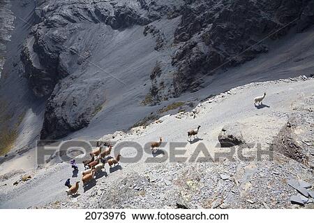 Stock Photograph - Aymara Woman And Boy Herding A Llama Train On The El Choro Pre-Columbian Road In The Cordillera Real, La Paz Department, Bolivia. Fotosearch
