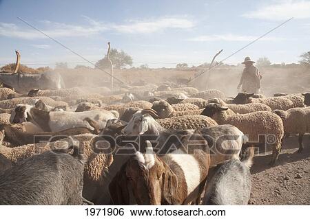 Stock Photograph - Aymara Woman Herding Goats And Sheep, San Pedro De Atacama, Antofagasta Region, Chile. Fotosearch