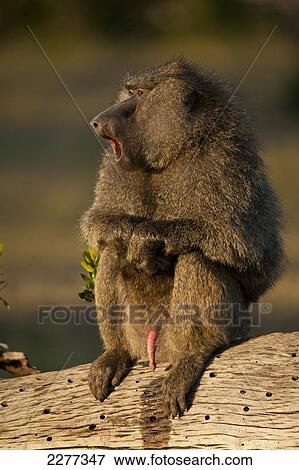 Baboon on log, Ol Pejeta Conservancy; Kenya View Large Photo Image Stock Photo - Baboon on log, Ol Pejeta Conservancy; Kenya. Fotosearch