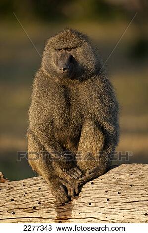 Baboon on log, Ol Pejeta Conservancy; Kenya View Large Photo Image Stock Photo - Baboon on log, Ol Pejeta Conservancy; Kenya. Fotosearch