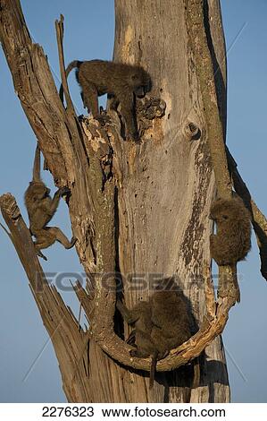 Stock Image - Baby baboons playing in dead tree, Ol Pejeta Conservancy; Kenya. Fotosearch