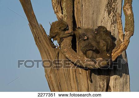 Baby baboons playing in dead tree, Ol Pejeta Conservancy; Kenya View Large Photo Image Stock Image - Baby baboons playing in dead tree, Ol Pejeta Conservancy; Kenya. Fotosearch