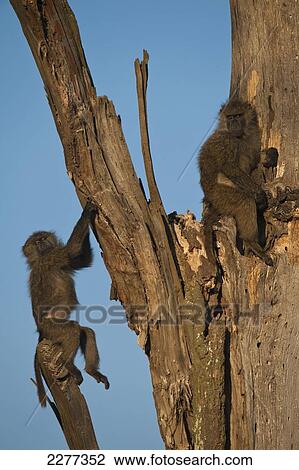 Baby baboons playing in dead tree, Ol Pejeta Conservancy; Kenya View Large Photo Image Stock Image - Baby baboons playing in dead tree, Ol Pejeta Conservancy; Kenya. Fotosearch