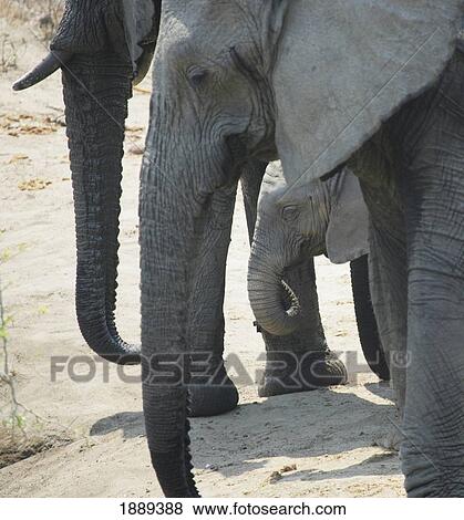 Stock Photo - Baby Elephant And Elders In Kruger National Park. Fotosearch