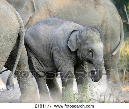 BABY ELEPHANT IN BANDHAVGARH PARK MADHYA PRADESH INDIA View Large Photo Image Stock Photo - BABY ELEPHANT IN BANDHAVGARH PARK MADHYA PRADESH INDIA. Fotosearch