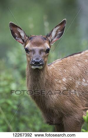 Baby elk (Cervus canadensis), Jasper National Park; Alberta, Canada View Large Photo Image Stock Image - Baby elk (Cervus canadensis), Jasper National Park; Alberta, Canada. Fotosearch