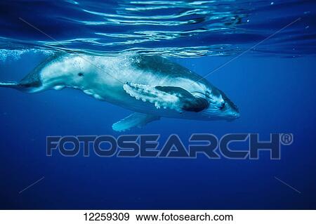 Stock Photo - Baby Humpback Whale (Megaptera novaeangliae) swimming; Vavau, Tonga. Fotosearch