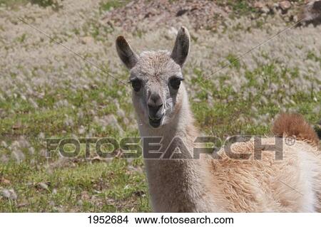 Picture - Baby Llama In The Fields Of The Jatun Yampara Indigenous Community, Chuquisaca Department, Bolivia. Fotosearch