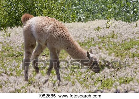 Baby llama in the fields of the Jatun Yampara Indigenous Community, Chuquisaca Department, Bolivia View Large Photo Image Stock Photography - Baby llama in the fields of the Jatun Yampara Indigenous Community, Chuquisaca Department, Bolivia. Fotosearch