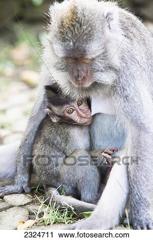 Stock Image - Baby Monkey With Mother In Sacred Monkey Forest, Ubud, Bali, Indonesia. Fotosearch