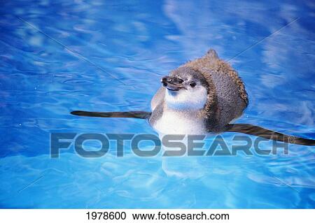 Stock Image - Baby Penguin Floating In Turquoise Water.. Fotosearch