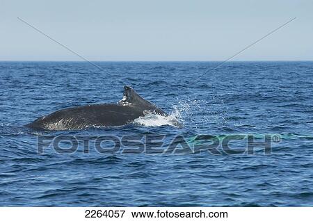 Back Of Humpback Whale Submerging In Bay Of Fundy; Nova Scotia, Canada View Large Photo Image Stock Photo - Back Of Humpback Whale Submerging In Bay Of Fundy; Nova Scotia, Canada. Fotosearch