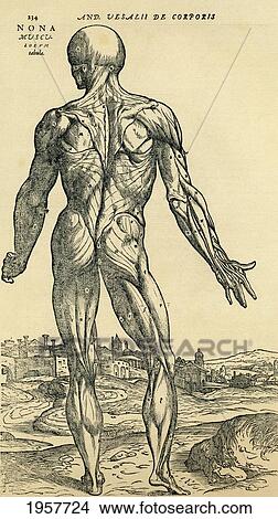 Picture - Back Of Male Human Body. Anatomical Study Originally Published In De Humani Corporis Fabrica Libri Septem (On The Fabric Of The Human Body In Seven Books) By Andreas Vesalius, Published Basel, 1543. This Image After A 19Th Century Reproduction.. Fotosearch