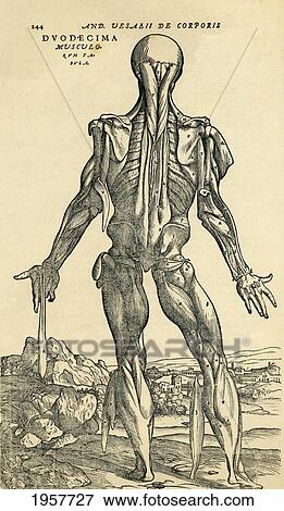 Stock Photo - Back Of Male Human Body. Anatomical Study Originally Published In De Humani Corporis Fabrica Libri Septem (On The Fabric Of The Human Body In Seven Books) By Andreas Vesalius, Published Basel, 1543. This Image After A 19Th Century Reproduction.. Fotosearch