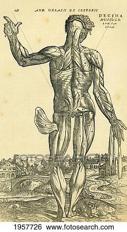 Stock Photograph - Back Of Male Human Body. Anatomical Study Originally Published In De Humani Corporis Fabrica Libri Septem (On The Fabric Of The Human Body In Seven Books) By Andreas Vesalius, Published Basel, 1543. This Image After A 19Th Century Reproduction.. Fotosearch