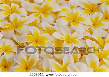 Background Of White Plumeria Flowers With Yellow Centers Overlapping Frangipani View Large Photo Image Stock Image - Background Of White Plumeria Flowers With Yellow Centers Overlapping Frangipani. Fotosearch