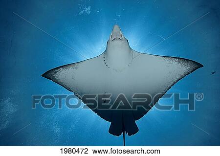 Stock Image - Backlit Spotted Eagle Ray (Aetobatus Narinari) in Micronesia; Palau. Fotosearch
