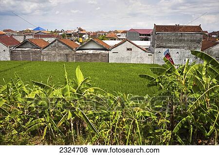 Backyard Rice Paddies In Town, Pemogan, Bali, Indonesia View Large Photo Image Stock Photo - Backyard Rice Paddies In Town, Pemogan, Bali, Indonesia. Fotosearch