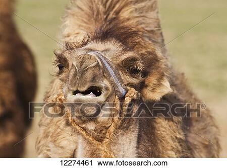 Stock Image - Bactrian camel (Camelus bactrianus), Gobi Gurvansaikhan National Park, ÃƒÆ’Ã¢â‚¬â€œmnÃƒÆ’Ã‚Â¶govi Province, Mongolia. Fotosearch