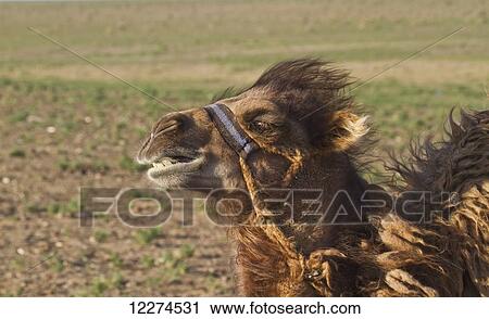Bactrian camel (Camelus bactrianus), Gobi Gurvansaikhan National Park, Ömnögovi Province, Mongolia View Large Photo Image Stock Image - Bactrian camel (Camelus bactrianus), Gobi Gurvansaikhan National Park, Ömnögovi Province, Mongolia. Fotosearch