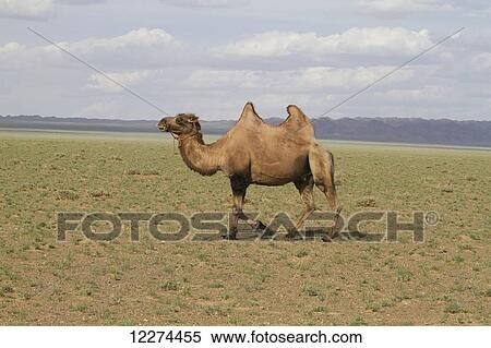 Stock Photography - Bactrian camel (Camelus bactrianus), Gobi Gurvansaikhan National Park, ÃƒÆ’Ã¢â‚¬â€œmnÃƒÆ’Ã‚Â¶govi Province, Mongolia. Fotosearch