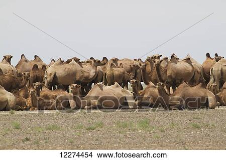 Picture - Bactrian camels (Camelus bactrianus), Gobi Desert, South Gobi Province; Mongolia. Fotosearch