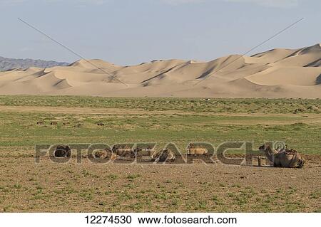 Stock Image - Bactrian camels (Camelus bactrianus) and Sand dunes of Khongoryn Els, Gobi Gurvansaikhan National Park, ÃƒÆ’Ã¢â‚¬â€œmnÃƒÆ’Ã‚Â¶govi Province, Mongolia. Fotosearch