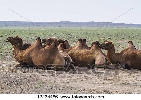 Stock Photograph - Bactrian camels (Camelus bactrianus), Gobi Gurvansaikhan National Park, ÃƒÆ’Ã¢â‚¬â€œmnÃƒÆ’Ã‚Â¶govi Province, Mongolia. Fotosearch