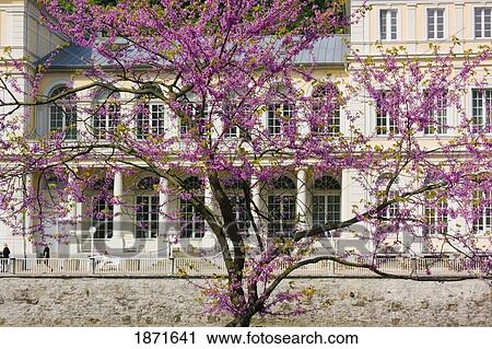 Stock Image - Bad Ems, Rheinland-Pfalz, Germany; Spring With The Trees In Bloom. Fotosearch