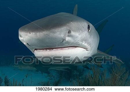 Bahamas, 14 Foot Tiger Shark (Galeocerdo Cuvier) in Caribbean Sea; Little Bahama Bank View Large Photo Image Picture - Bahamas, 14 Foot Tiger Shark (Galeocerdo Cuvier) in Caribbean Sea; Little Bahama Bank. Fotosearch