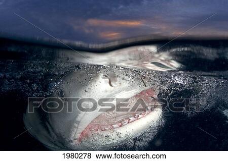 Bahamas, 14 Foot Tiger Shark (Galeocerdo Cuvier) at sunset in Caribbean Sea; Little Bahama Bank View Large Photo Image Stock Photo - Bahamas, 14 Foot Tiger Shark (Galeocerdo Cuvier) at sunset in Caribbean Sea; Little Bahama Bank. Fotosearch