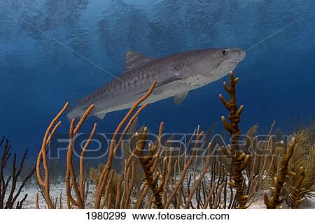 Bahamas, 14 Foot Tiger Shark (Galeocerdo Cuvier) in Caribbean Sea; Little Bahama Bank View Large Photo Image Stock Photo - Bahamas, 14 Foot Tiger Shark (Galeocerdo Cuvier) in Caribbean Sea; Little Bahama Bank. Fotosearch
