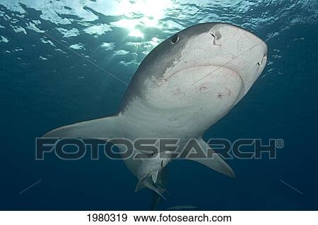 Bahamas, 14 Foot Tiger Shark (Galeocerdo Cuvier) swimming with Remora in Caribbean Sea; Little Bahama Bank View Large Photo Image Stock Photo - Bahamas, 14 Foot Tiger Shark (Galeocerdo Cuvier) swimming with Remora in Caribbean Sea; Little Bahama Bank. Fotosearch